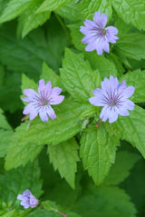 Geranium nodosum (6 stuks)