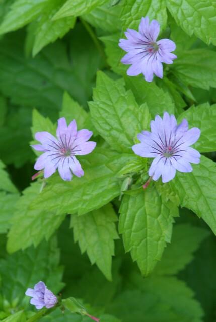 Geranium nodosum (6 stuks)