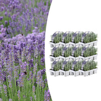 Verpakking — Lavandula angustifolia (72 stuks)