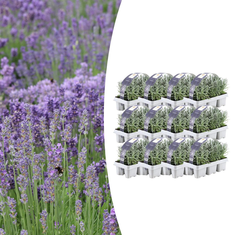 Lavandula angustifolia (72 stuks)