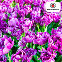 Verpakking — Double Flag tulpenbollen – 20 stuks – maat 11/12