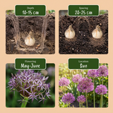 120x Allium Christophii - Sierui