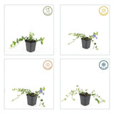 Vinca minor 'Ralph Shugert' (6 stuks)