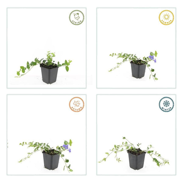 Vinca minor 'Ralph Shugert' (6 stuks)