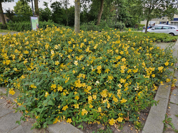 Hypericum 'Hidcote' (6 stuks)