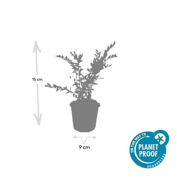 Lonicera pileata 'Purple Pearl' (6 stuks)