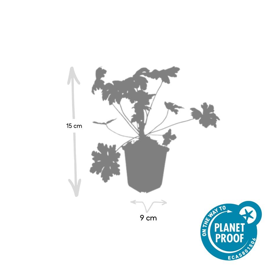 Geranium macrorrhizum 'Ingwersen's Variety' (6 stuks)