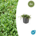 Leptinella squalida (6 stuks)