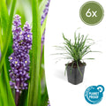 Liriope muscari 'Big Blue' (6 stuks)