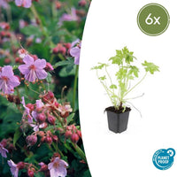 Verpakking — Geranium macrorrhizum (6 stuks)