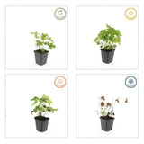 Geranium nodosum (6 stuks)