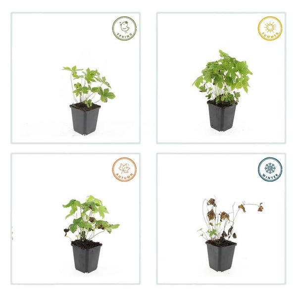 Geranium nodosum (6 stuks)