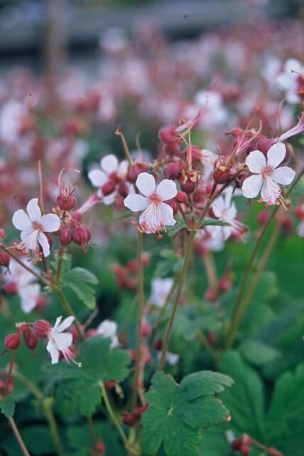 Geranium macrorrhizum 'Spessart' (6 stuks)