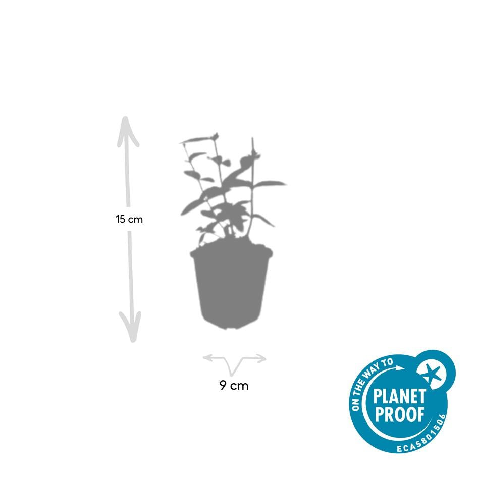 Hypericum inodorum 'Annebel' (6 stuks)