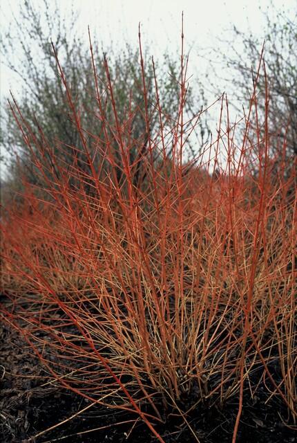 Cornus sanguinea 'Midwinter Fire' (6 stuks)