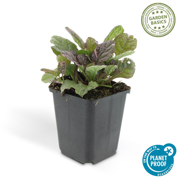 Ajuga reptans 'Burgundy Glow' (6 stuks)