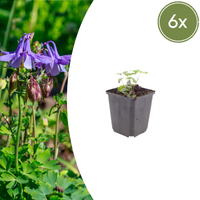 Verpakking — Aquilegia vulgaris (6 stuks)