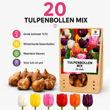 Tulpenbollen Mix - 20 Stuks - Winterhard - Maat 11/12