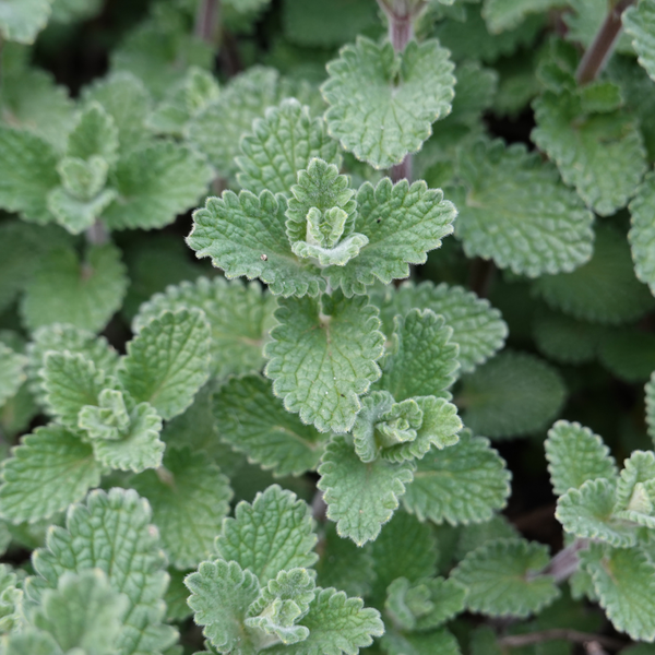 Calamintha nepeta (6 stuks)