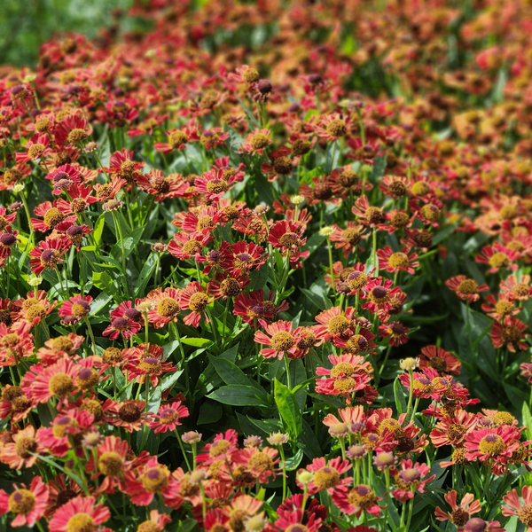Helenium 'Moerheim Beauty' (6 stuks)