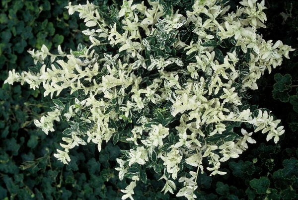 Euonymus fortunei 'Harlequin' (6 stuks)