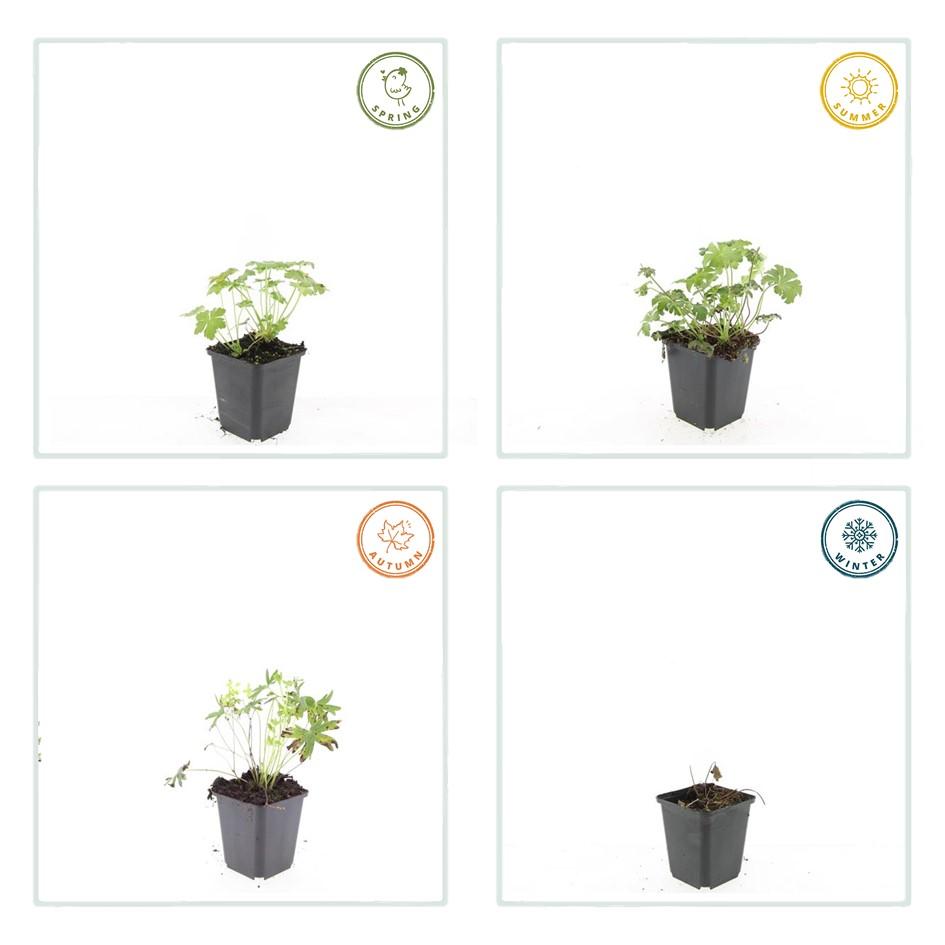 Geranium sanguineum 'Album' (6 stuks)