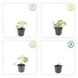Geranium sanguineum 'Album' (6 stuks)