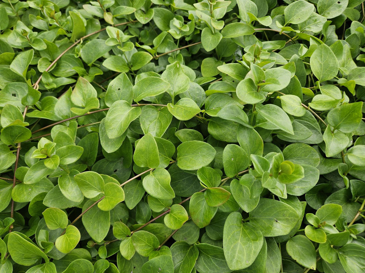 Vinca major 'Alba' (6 stuks)
