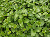 Vinca major 'Alba' (6 stuks)