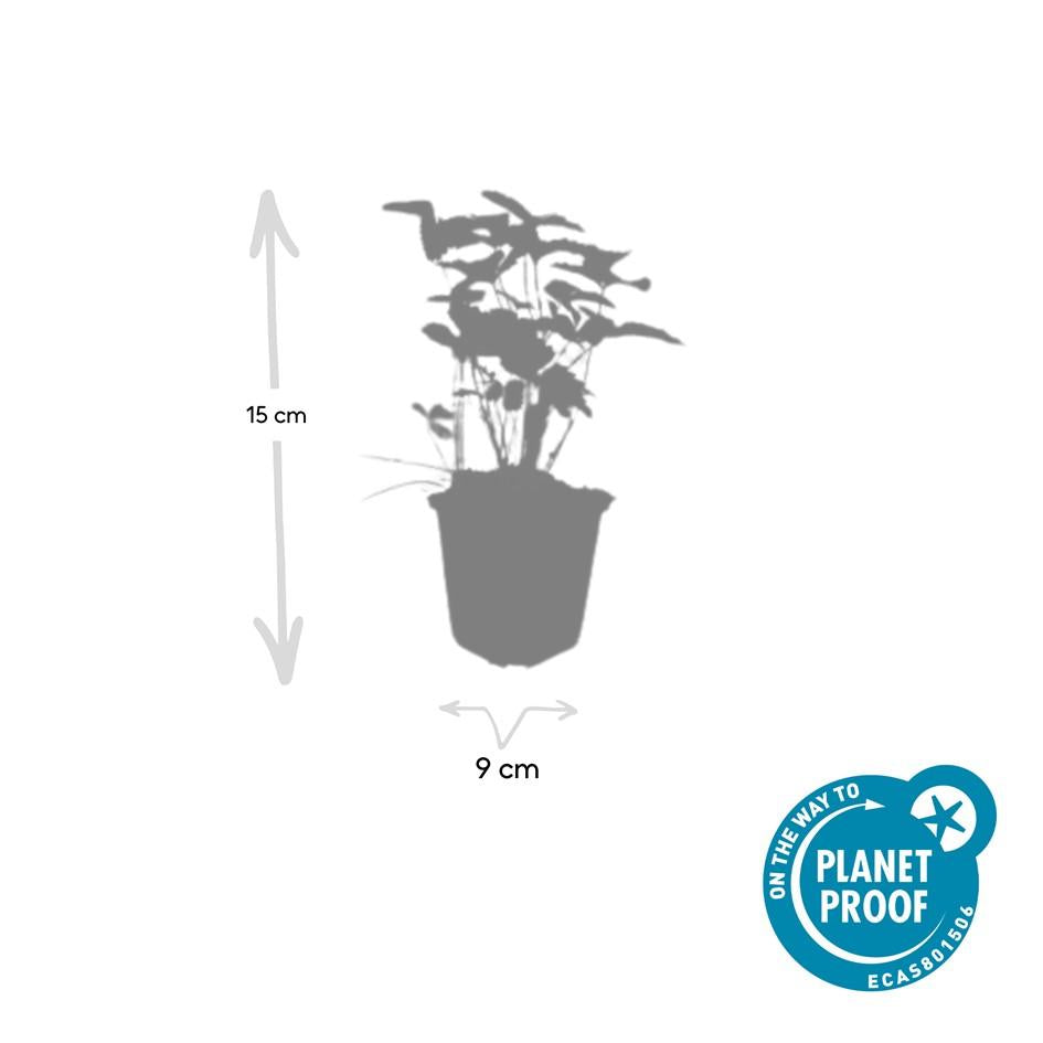 Fragaria vesca (6 stuks)
