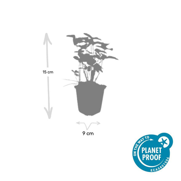 Fragaria vesca (6 stuks)