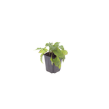 Symphytum grandiflorum (6 stuks)