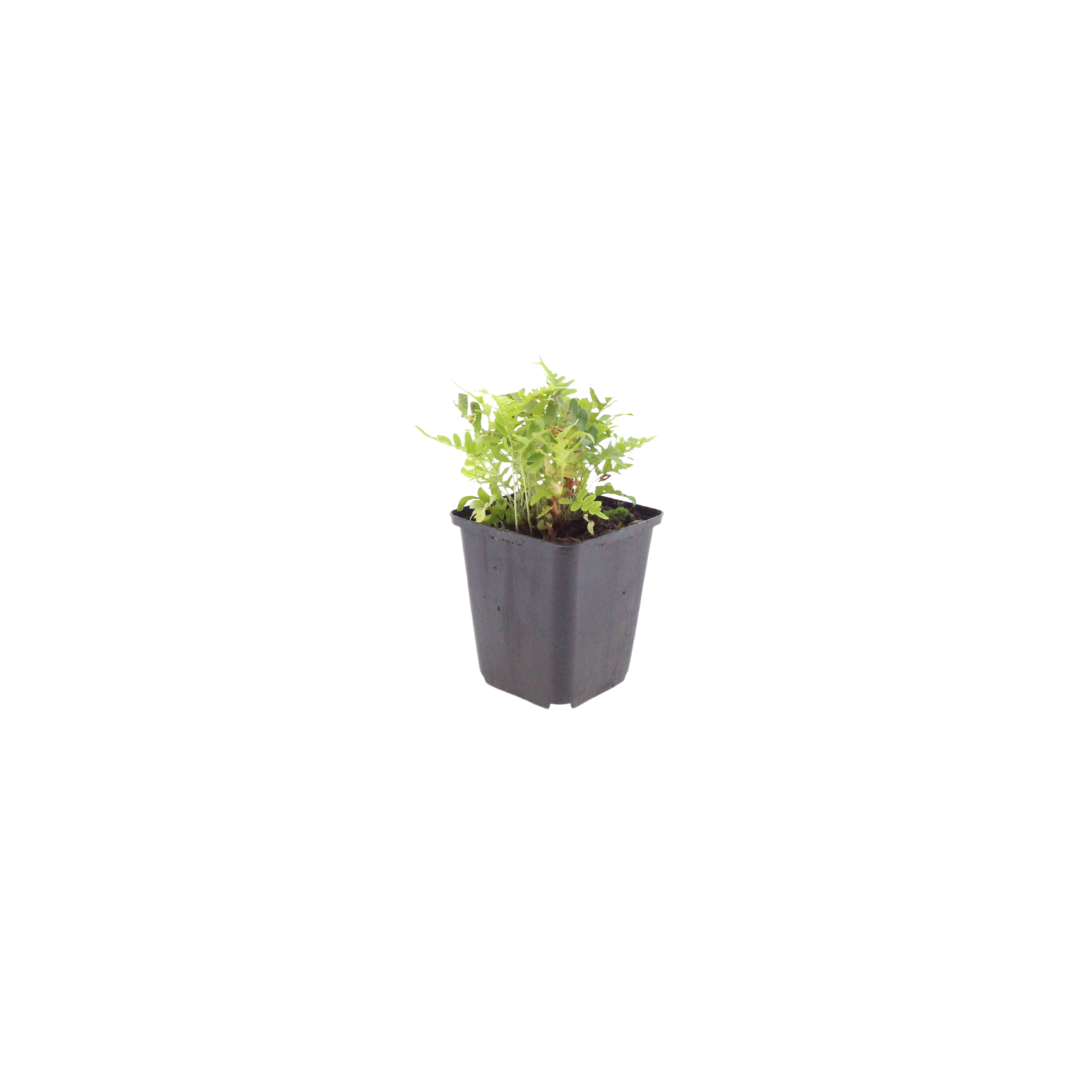 Polypodium vulgare (6 stuks)
