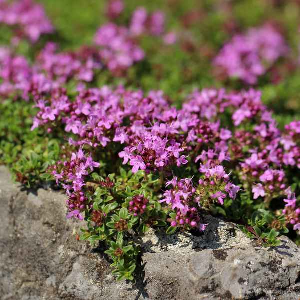 Thymus praecox 'Coccineus' (6 stuks)