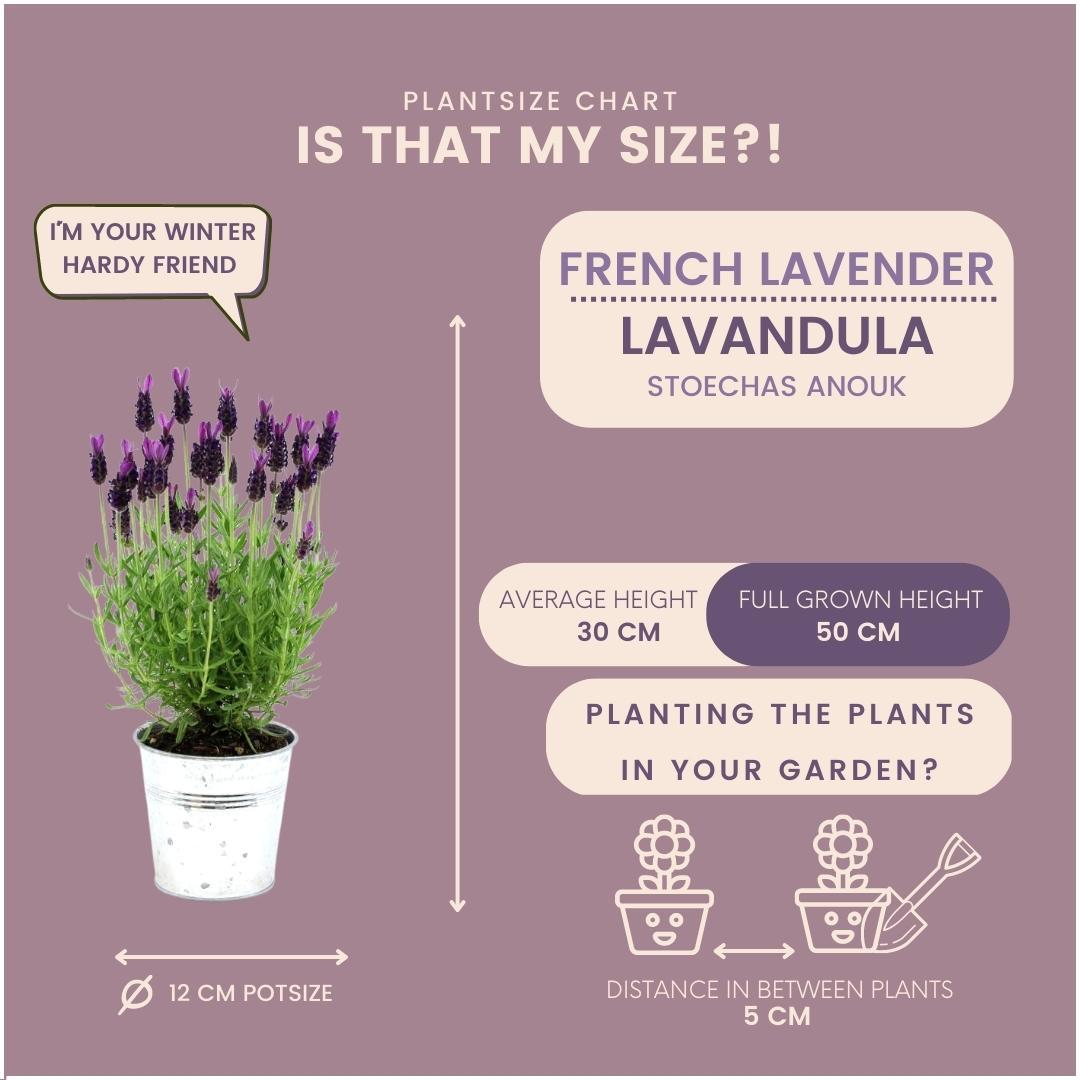Lavandula stoechas 'Anouk' (3 stuks)