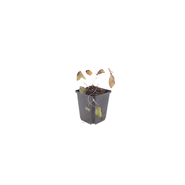 Epimedium x rubrum (6 stuks)