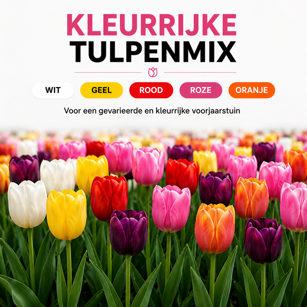 10 zakjes tulpenbollen Mix - 20 Stuks - Winterhard - Maat 11/12