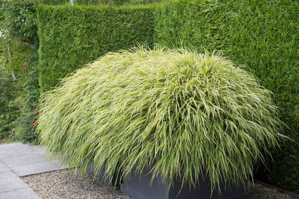 Hakonechloa macra (6 stuks)