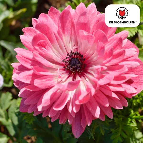Anemonen dubbel 30 stuks