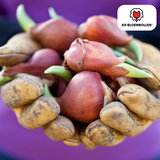 Double Flag tulpenbollen – 20 stuks – maat 11/12