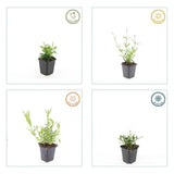 Verbena bonariensis 'Lollipop' (6 stuks)