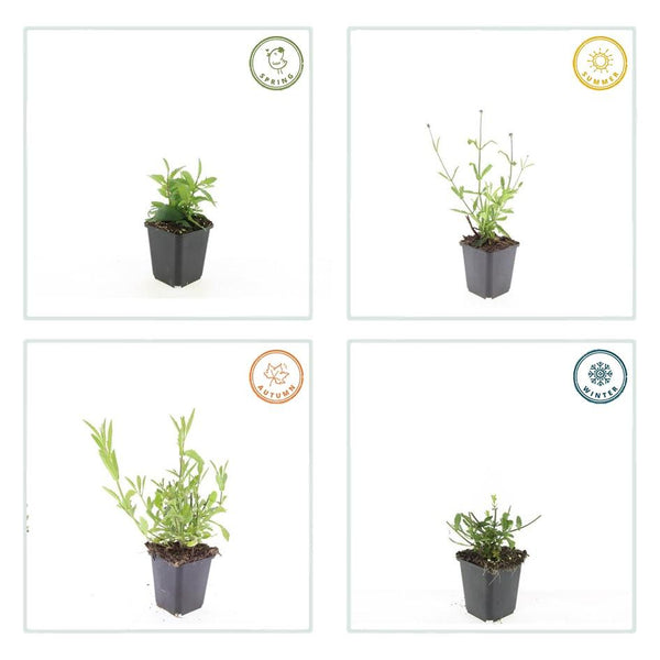 Verbena bonariensis 'Lollipop' (6 stuks)