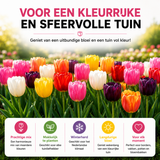 10 zakjes tulpenbollen Mix - 20 Stuks - Winterhard - Maat 11/12