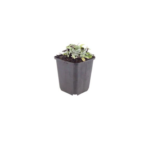 Anaphalis triplinervis (6 stuks)