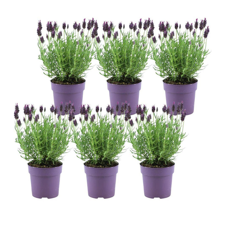 Lavandula stoechas 'Anouk' (6 stuks)
