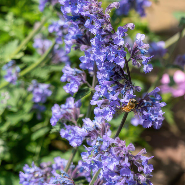 Nepeta 'Six Hills Giant' (6 stuks)
