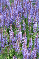 Salvia nemorosa 'Caradonna' (6 stuks)