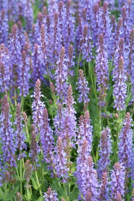 Salvia nemorosa 'Caradonna' (6 stuks)
