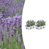 Verpakking — Lavandula angustifolia (12 stuks)