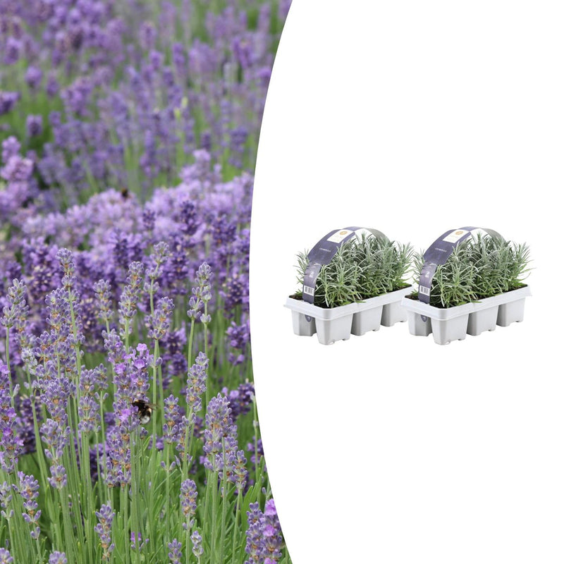 Lavandula angustifolia (12 stuks)